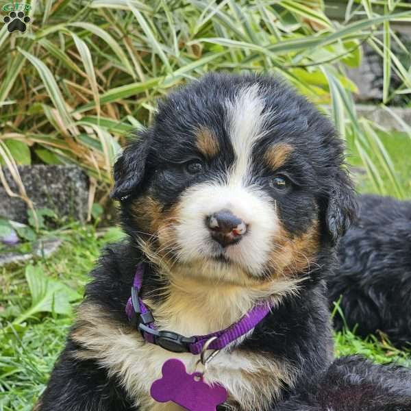 Mocha, Bernese Mountain Dog Puppy